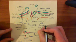 The Golgi and Anterograde Transport Part 4 [upl. by Piefer]