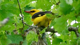 Wielewaal Oriolus Oriolus Oriole Pirol  nest met jongen  babys Nest 1 [upl. by Atinehs94]