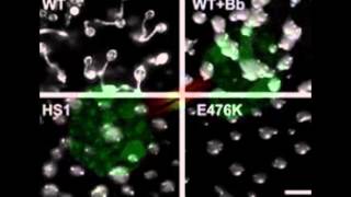 Blebbistatin inhibits cytokinesis [upl. by Haneeja538]