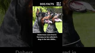 Tax Collectors Dogs in 1800s Germany shorts dog dogs facts [upl. by Darach]