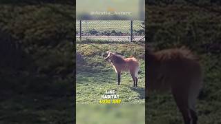 Maned wolf  unique looking animal [upl. by Ives]