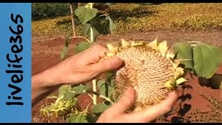 How toHarvest and Eat Sunflower Seeds [upl. by Wendie158]