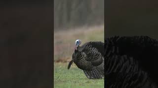 TURKEY GOBBLING AT 10 YARDS shorts [upl. by Oglesby]