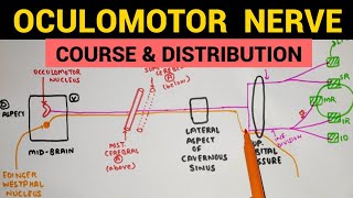 Middle Ear Anatomy  Part 1 [upl. by Portia]