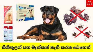 චෝකලට් පෙත්ත  Medicine for Dog Ticks Fleas and Lice Sinhala  NexGard Chews tablet for Dogs [upl. by Attennot349]