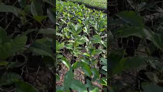 Mudas de Khaya Senegalensis no viveiro da Selva Florestal [upl. by Kaiulani]