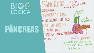 BIO LÓGICA PÂNCREAS E O SUCO PANCREÁTICO  SISTEMA DIGESTÓRIO [upl. by Snyder529]