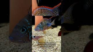 The Ellioti Cichlid Thorichthys Ellioti [upl. by Leuname]