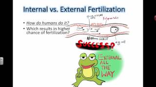 Internal vs External Fertilization IB Biology [upl. by Eenad940]