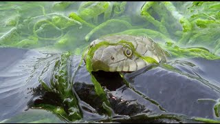 Dice snake Natrix tessellata [upl. by Alemap]