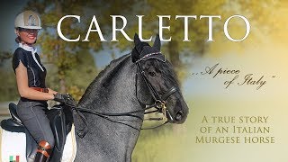 THE STORY OF CARLETTO  True story of an Italian Murgese horse [upl. by Ralaigh]