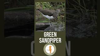 Green Sandpiper birds sandpiper birding [upl. by Sheedy]