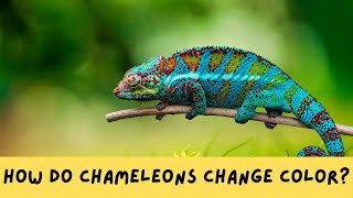 How Do Chameleons Change Color [upl. by Lybis]