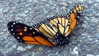 Wildlife experts monitor monarch butterfly count on California coast [upl. by Ynaffik867]