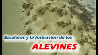 Formación de los Alevines de Angel o Escalar  Reproducción Segunda parte [upl. by Surovy]