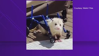 Paralyzed possum wins global calendar contest [upl. by Brie]