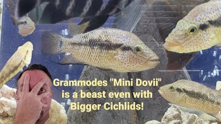 Cichlid Aquariums amp the challenges of aggressive fish Cichlid [upl. by Held]