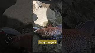 Mangrove jack fishing mancing mangrovejack vidioshort [upl. by Alexandra]