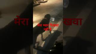 लकी को देख Public Reaction 🙄🤔😱😐doglover rottwailer viralvideos funny [upl. by Assiar]