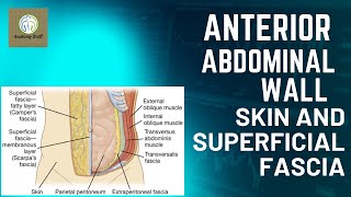 Skin and Superficial Fascia of Anterior Abdominal wall [upl. by Aleemaj166]