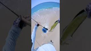 Landing a Dorado from the Beach Fly fishing Baja santisportfishing [upl. by Safier715]