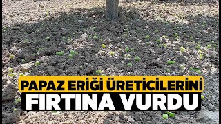 Papaz Eriği Üreticilerini Fırtına Vurdu  Denizli Haberleri  HABERDENİZLİCOM [upl. by Friedrich]