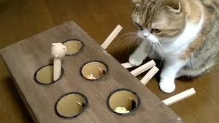 Cat is an expert at this whackamole game [upl. by Ibob]