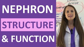 Nephron Structure and Function Physiology  Filtration Reabsorption Secretion NCLEX Review [upl. by Ij]