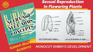 DEVELOPMENT OF MONOCOT EMBRYO  Sexual Reproduction In Flowering Plants  Class 12 [upl. by Langham]