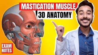 Mastication Muscles Anatomy 3D  Muscle of mastication anatomy  muscles of mastication origin [upl. by Nuawtna]