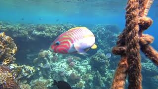 Snorkeling at Jaz Lamaya Housereef Marsa Alam Red Sea Egypt August 2017 [upl. by Kathe]