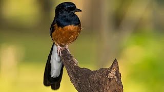 BEAUTIFUL WHITE RUMPED SHAMA BIRD SINGING 5 [upl. by Kcaz]