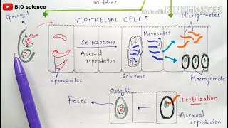 Isosporiasis  Isospora belli life cycle  cystoisosporiasis  Cystospora belli life cycle Symptoms [upl. by Nysila]