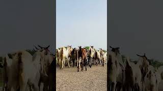 Goats are moving towards the forest with their group in the morning animals thar shorts goats [upl. by Naryk]