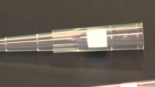 Using a Micropipet [upl. by Jillayne]