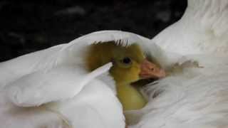 Kuikentje Piep onder moeder de Gans Goose Chicks [upl. by Llertnad]