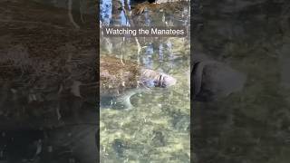 😀😀😀manatees river florida nature wildlife [upl. by Shelba]