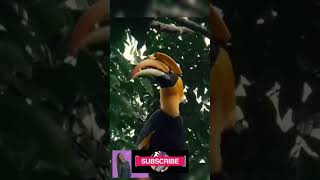 Hornbill Bird Sound with Rain  Hornbill Call [upl. by Galven36]