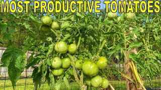 My MOST PRODUCTIVE TOMATO Varieties And 4 Varieties To Avoid [upl. by Fortin]