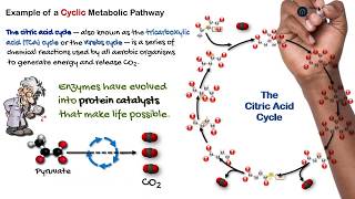 Enzymes amp Metabolic Pathways [upl. by Linc785]