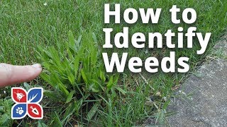 Do My Own Lawn Care  How to Identify Weeds in Grass  Ep23 [upl. by Eniledgam]