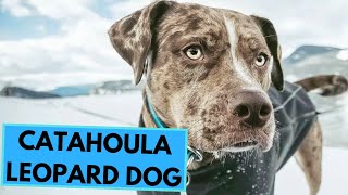 Catahoula Leopard Dog  TOP 10 Interesting Facts [upl. by Yrahk]