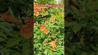 Bunches में फूल देने वाले पौधे gardening bunch youtubeshorts nature pankaj terracegarden short [upl. by Rimaa]