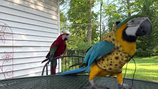 Macaws screaming at the trees [upl. by Royo]