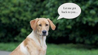 How to Deal With Misbehavior and Stubborn Dogs [upl. by Whitten]