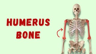 Humerus  Osteology of Upper Limb  Anatomy  Doctor Speaks [upl. by Jane]