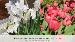 Replacing paperwhites with Tulips Youtube [upl. by Philip]