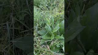 Comfrey Review garden plants [upl. by Nnaihs]