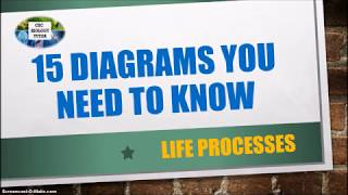 IMPORTANT DIAGRAMS TO KNOW IN BIOLOGY PART 1 CXC Biology Tutor [upl. by Nimajneb]