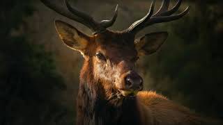 Sound Of Deer  Stag Bellowing Sound Effect  Buck Calling [upl. by Nalid]